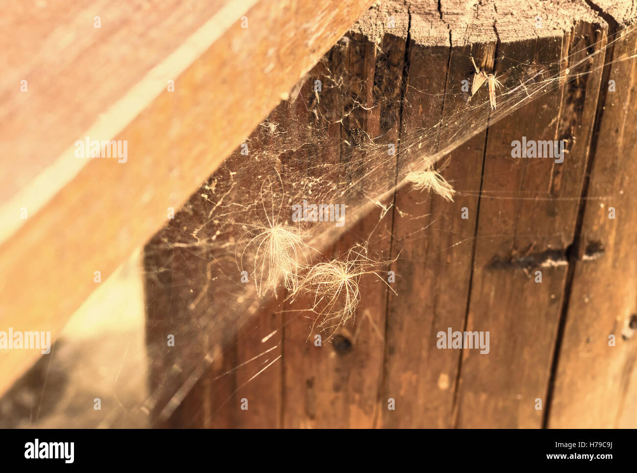 White summer fuzzes in web on wood Stock Photo