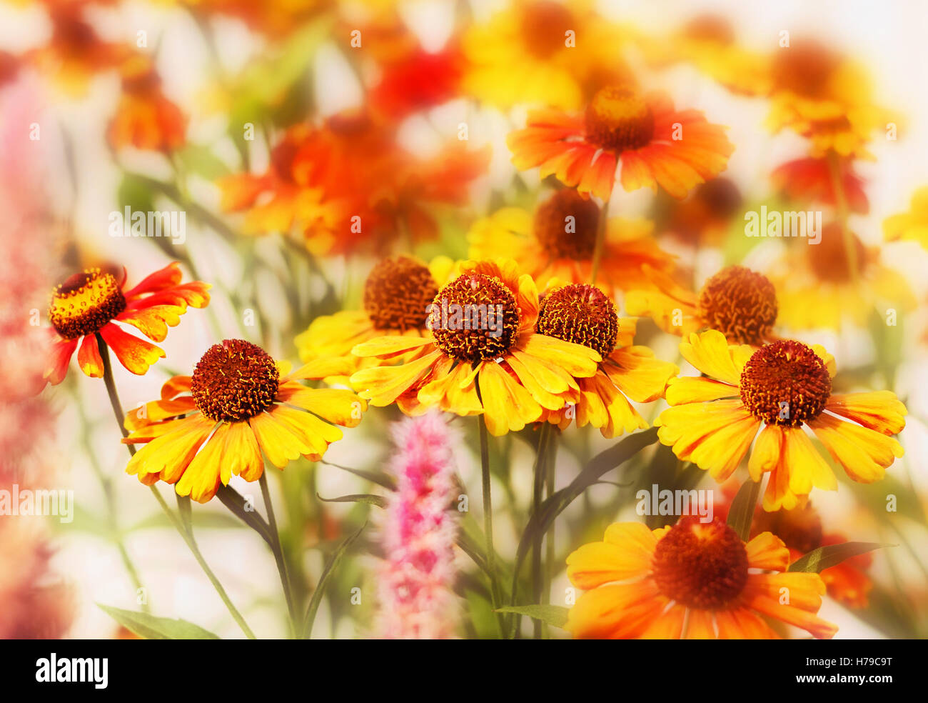 Nice fall red flowers of helenium in garden Stock Photo