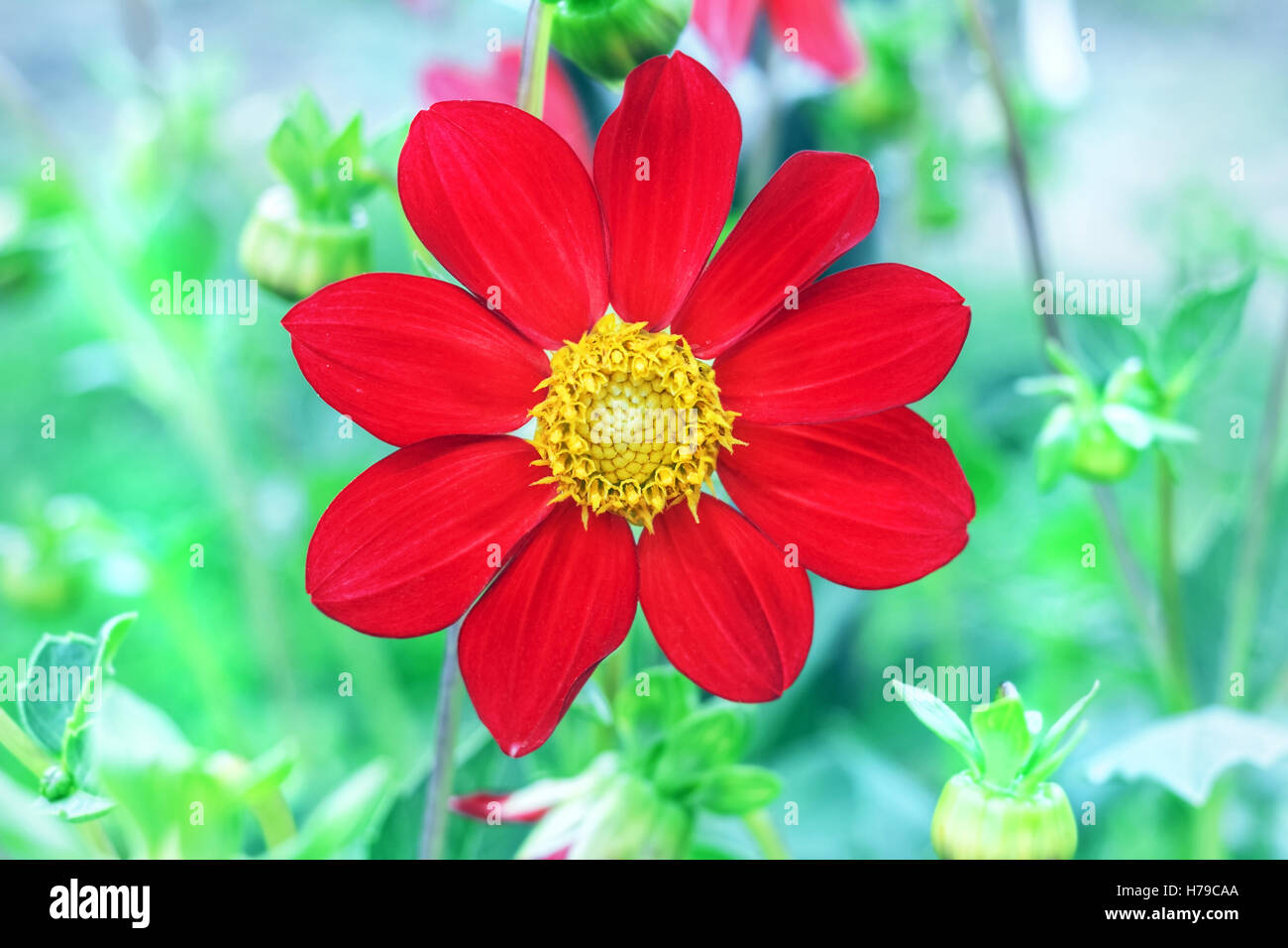 Red flower with yellow center discount