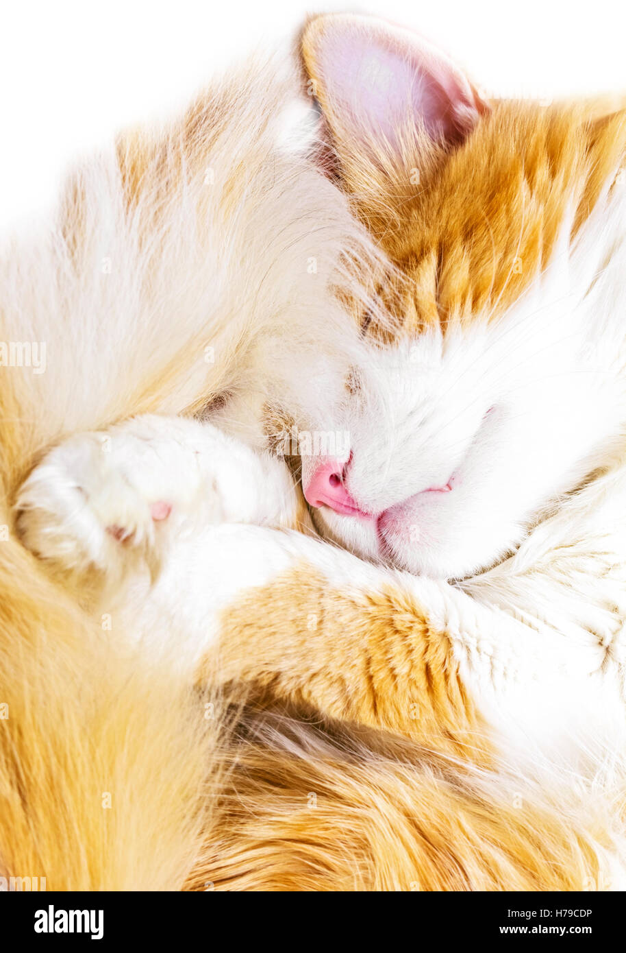 Pretty adult sleeping red cat isolation on white Stock Photo