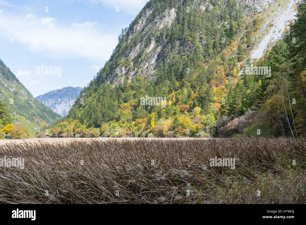 Reed filled lake with mountain background at Jiuzhaigou National Park in Sichuan province, China in October 2016 Stock Photo