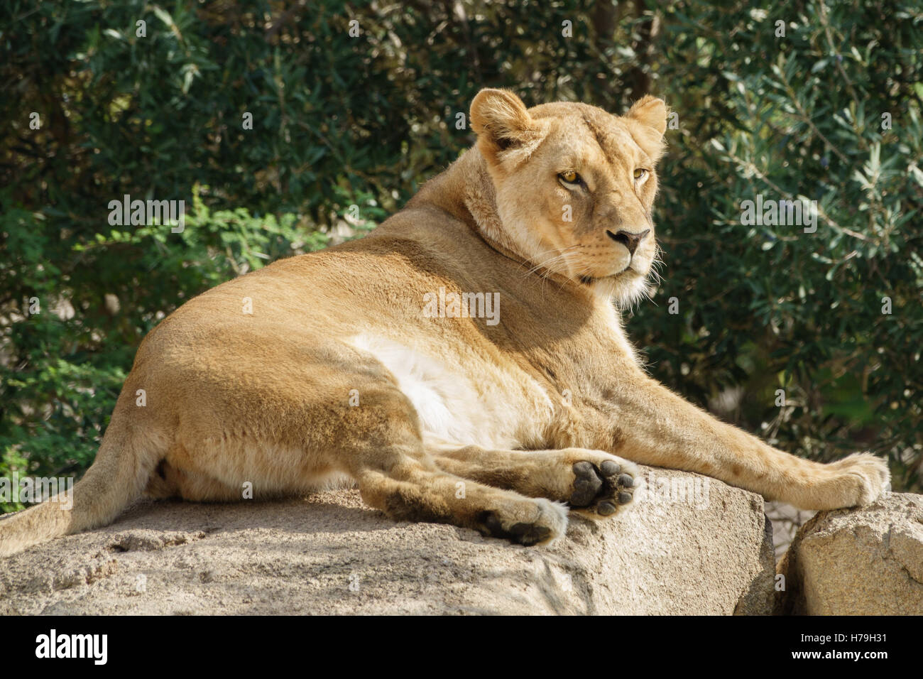 Lion Claw Stock Photos & Lion Claw Stock Images - Alamy