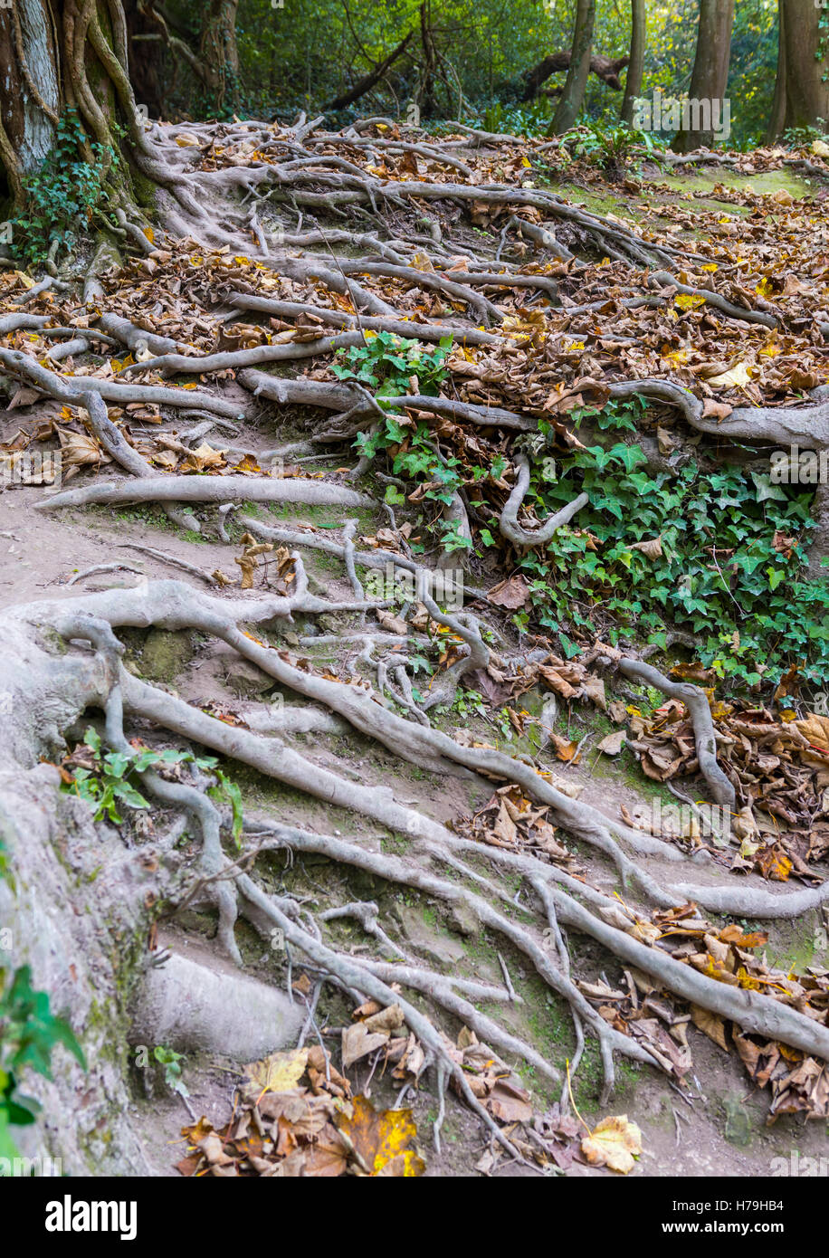 Tree roots in woods pushing through the ground Stock Photo Alamy