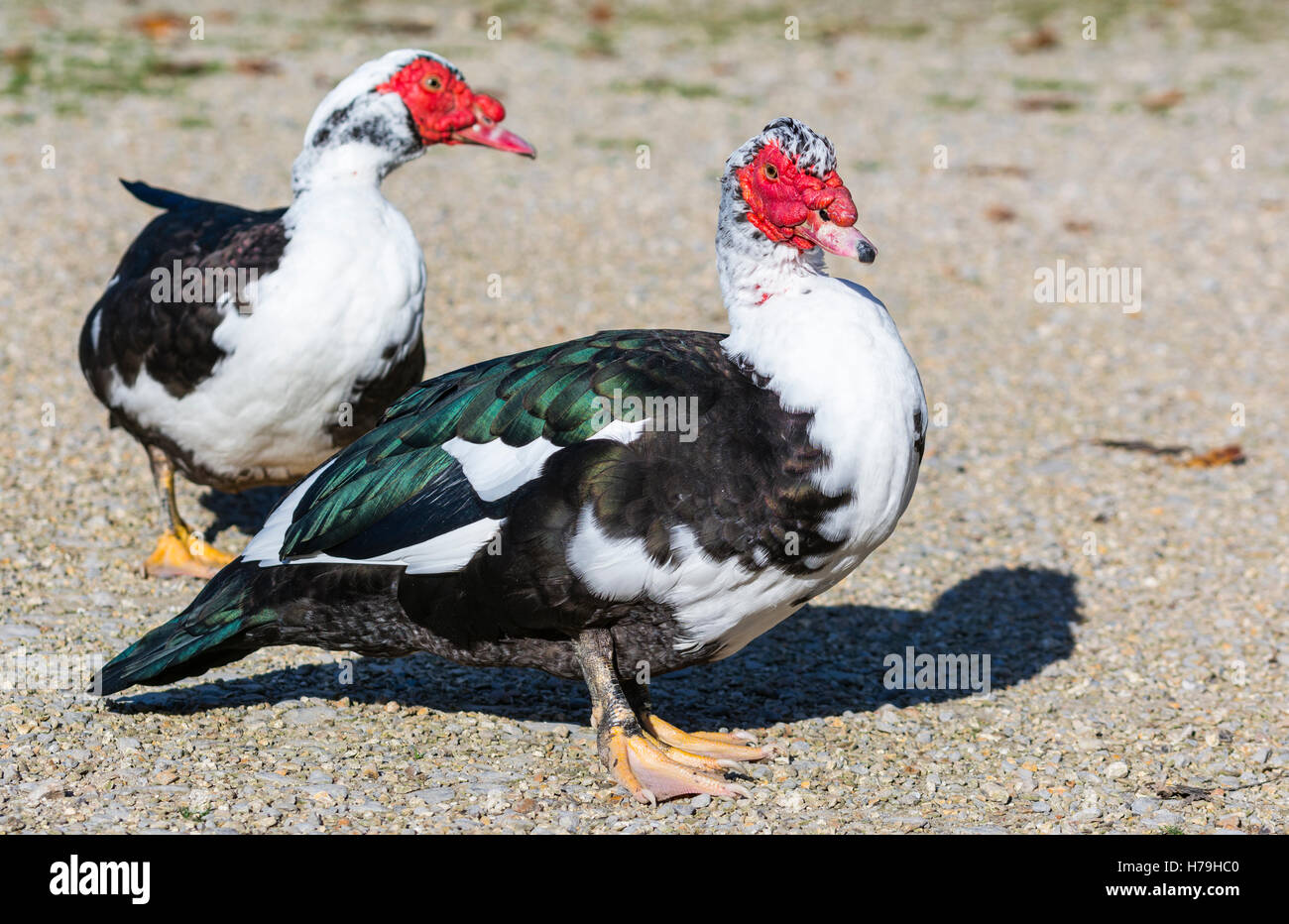Pair of domesticated Muscovy ducks (Cairina moschata) walking on the ground in Winter in West Sussex, England, UK. Stock Photo