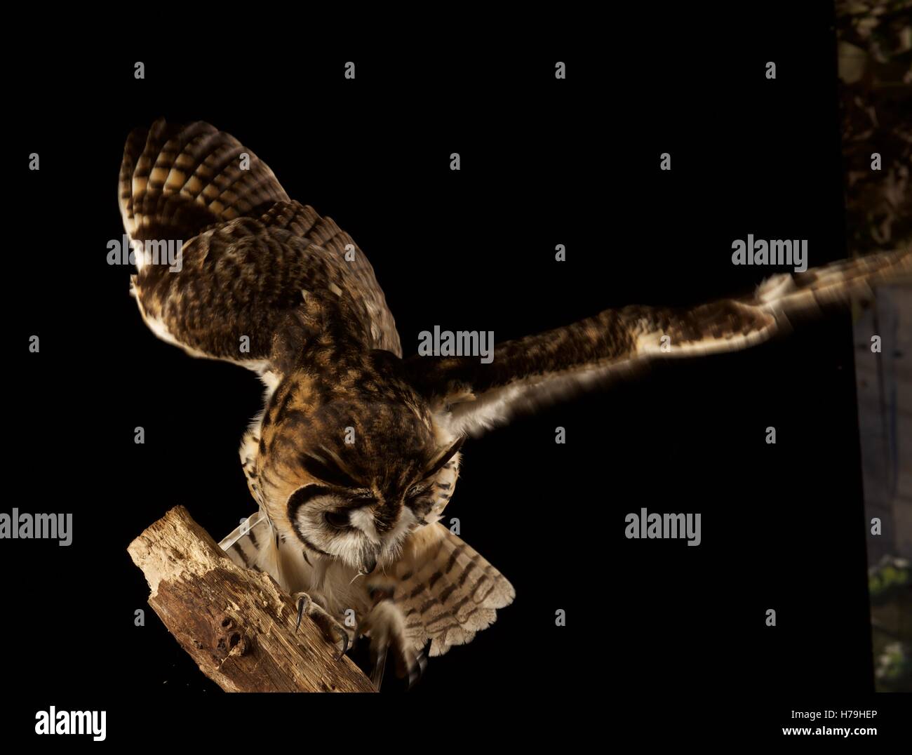 Striped owl with open wings Stock Photo
