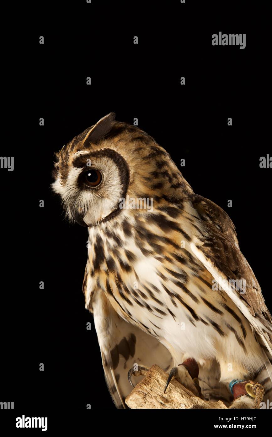 Striped owl side shot Stock Photo