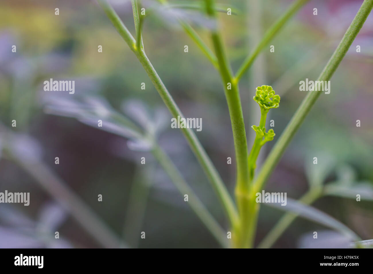 macro detail of a rue herb plant Stock Photo - Alamy