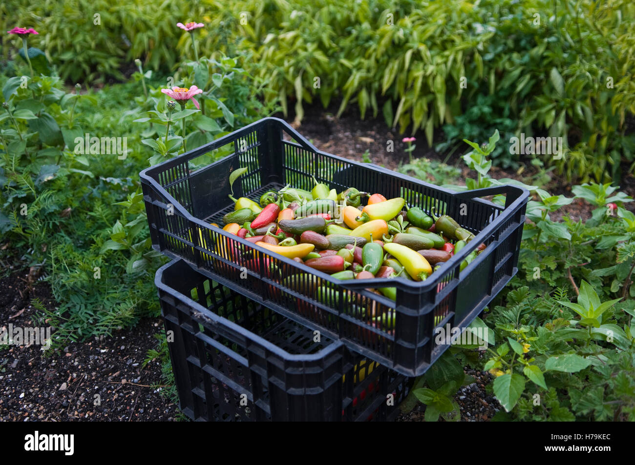 Harvested hot peppers. Stock Photo