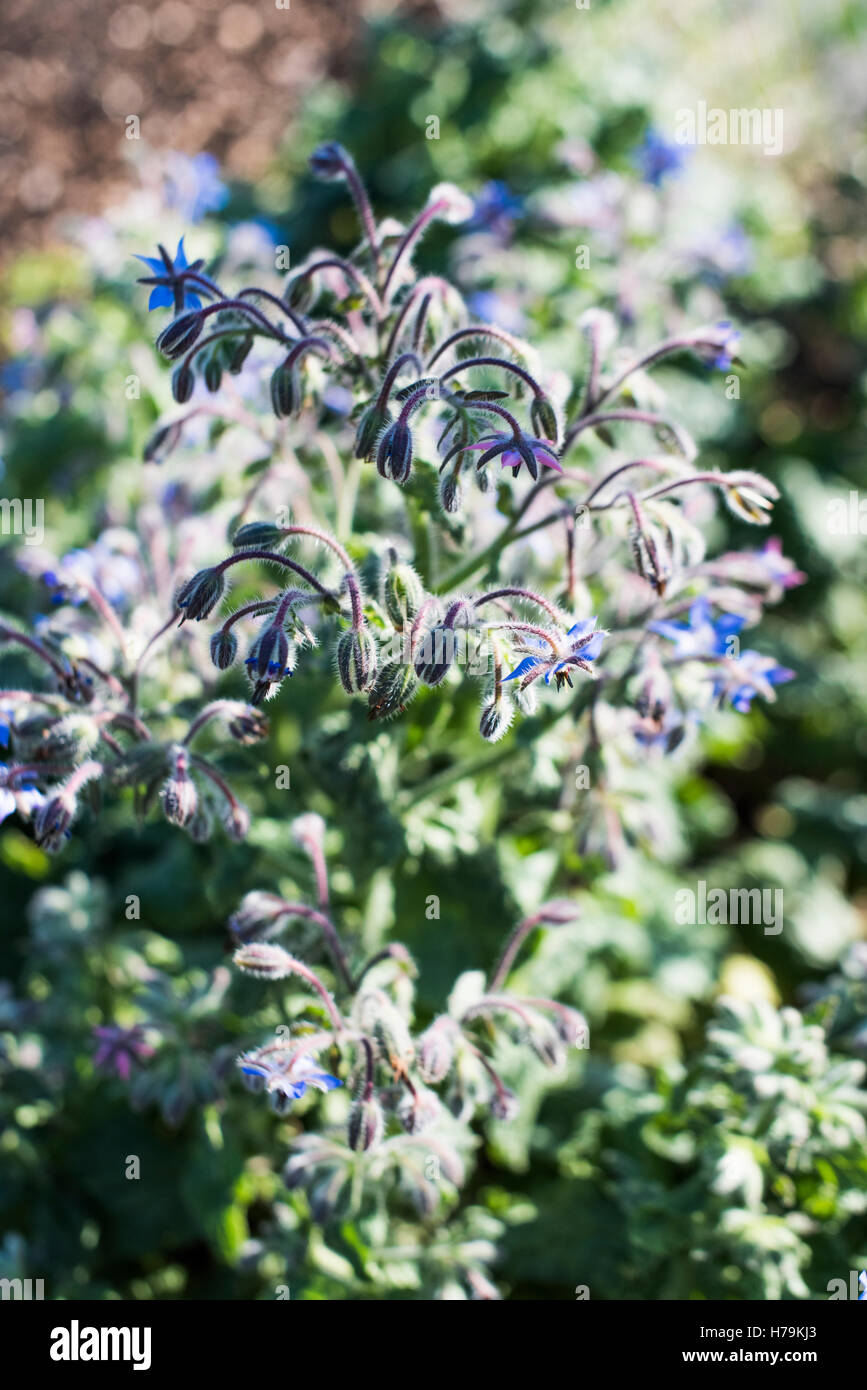 Borage, Borago officinalis or starflower. Stock Photo