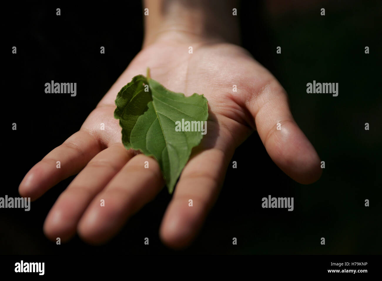 Hand holding leaf Stock Photo Alamy
