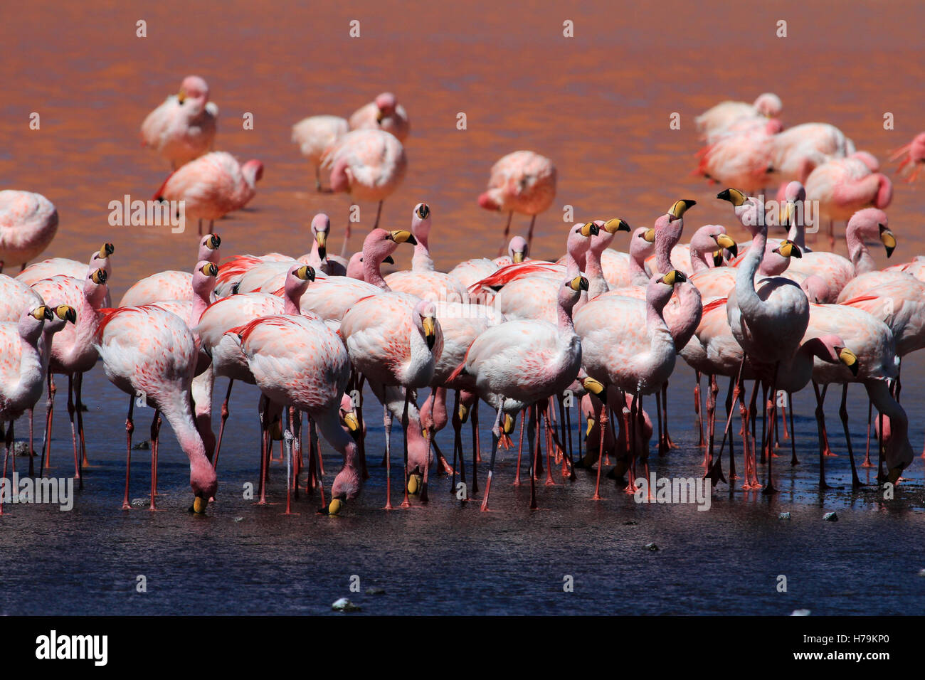 James flamingos, phoenicoparrus jamesi, also known as the puna flamingo, are populated in high altitudes of andean mountains in Stock Photo