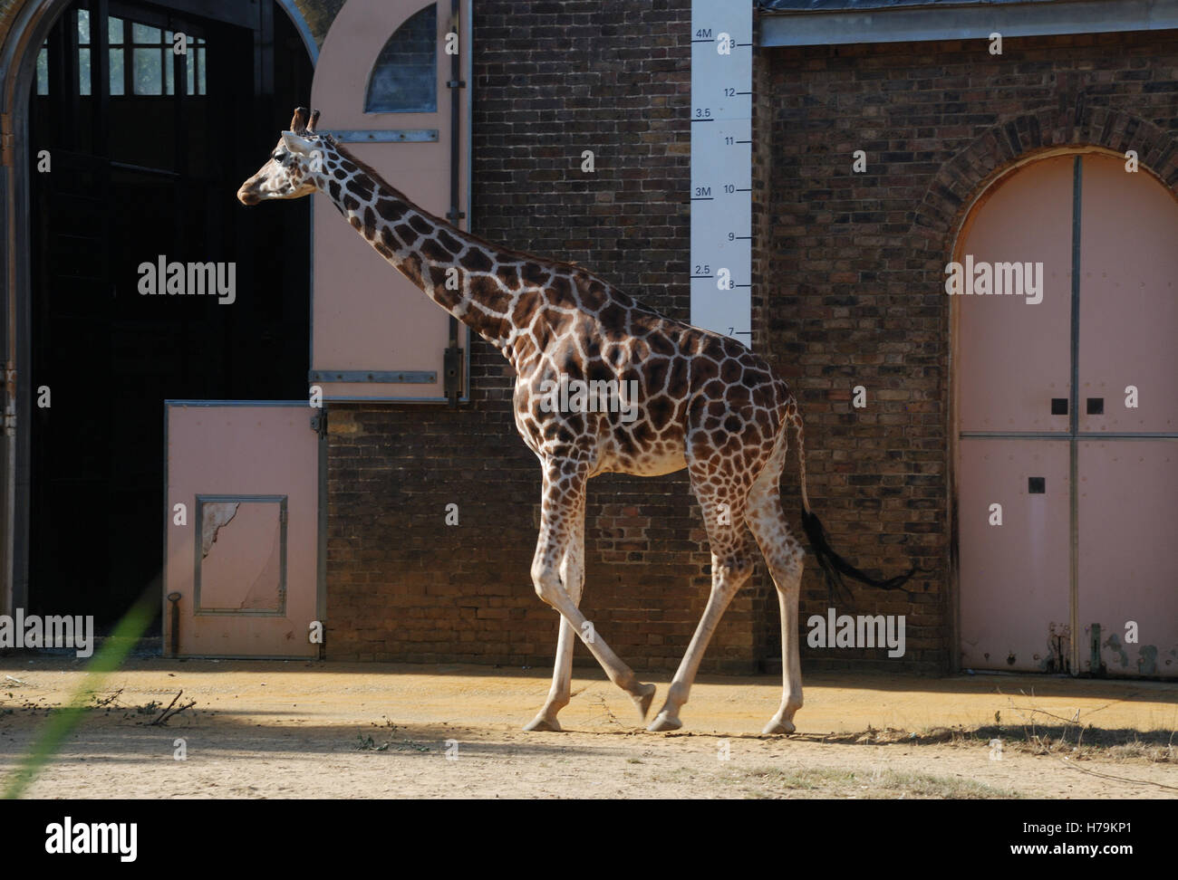 Giraffes at London Zoo, UK. Stock Photo
