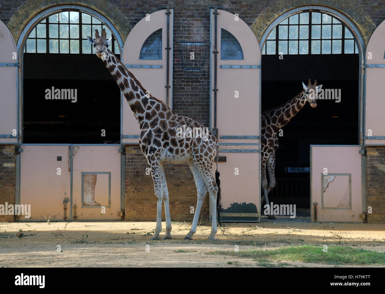 Giraffes at London Zoo, UK. Stock Photo