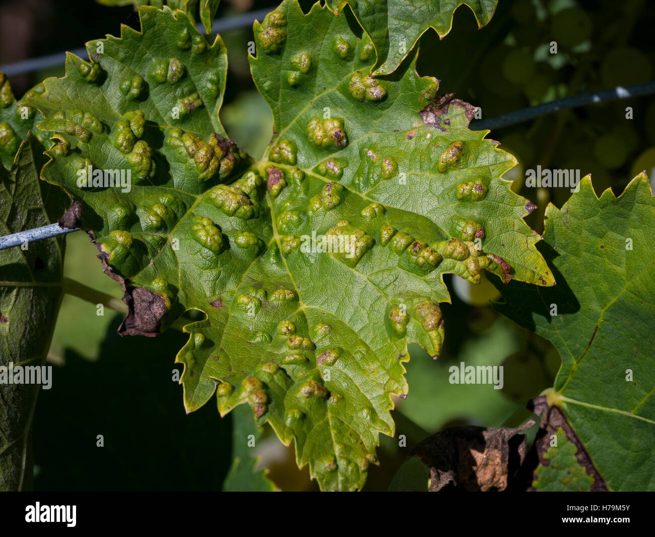 Eriophyes vitis is a mite  infecting grape leaves. Disease of the vine. Leaves present puffinesse. Stock Photo