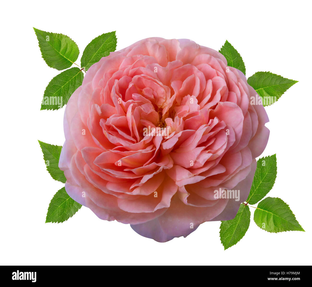 Pink rose isolated on the white background Stock Photo - Alamy