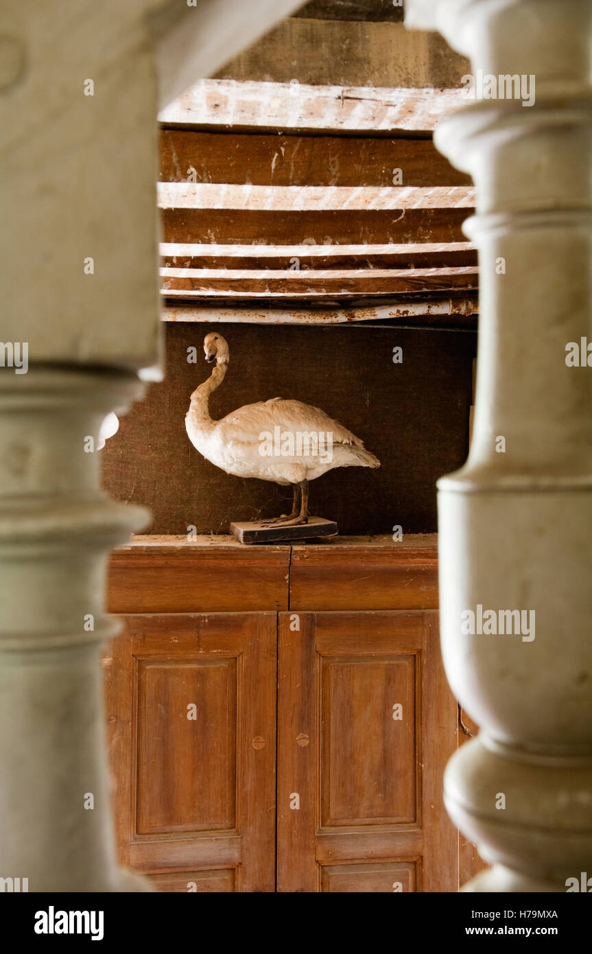 Stuffed goose viewed through balustrade in  18th century Chateau de Cussigny, Cote d'Or, Bourgogne, France Stock Photo