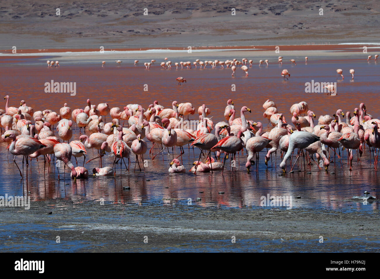 James flamingos, phoenicoparrus jamesi, also known as the puna flamingo, are populated in high altitudes of andean mountains in Stock Photo