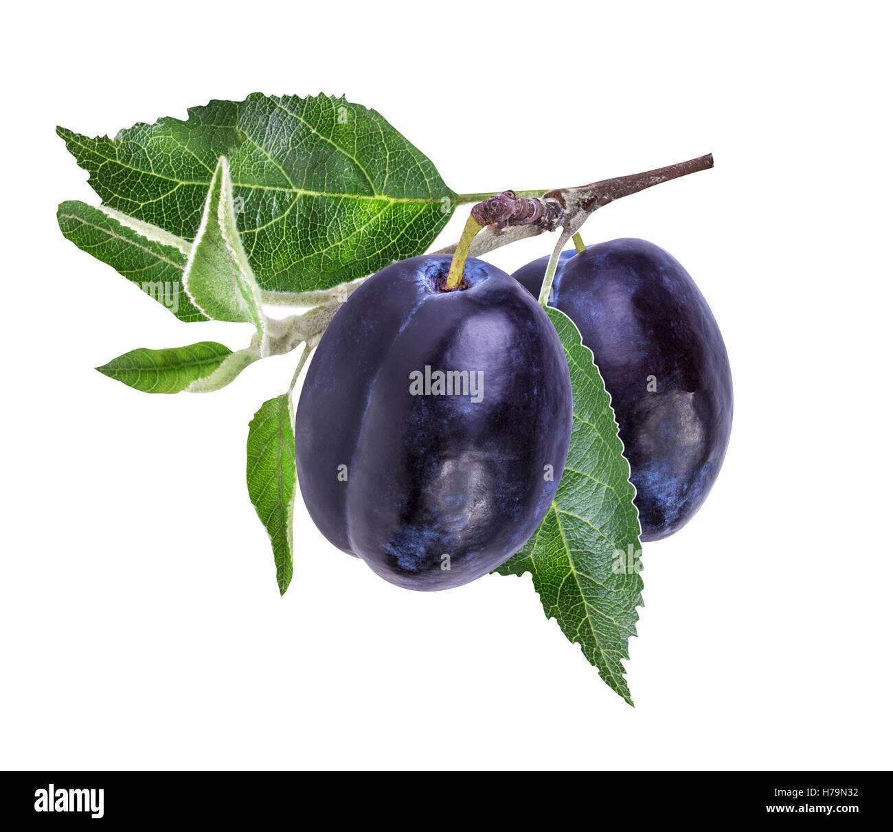 plums on the branch isolated on a white background Stock Photo