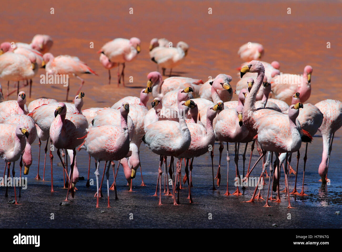 James flamingos, phoenicoparrus jamesi, also known as the puna flamingo, are populated in high altitudes of andean mountains in Stock Photo