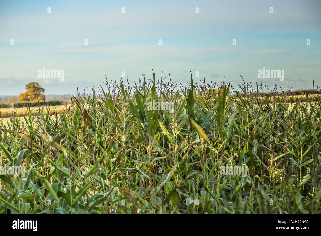 Cover crops shooting hires stock photography and images Alamy
