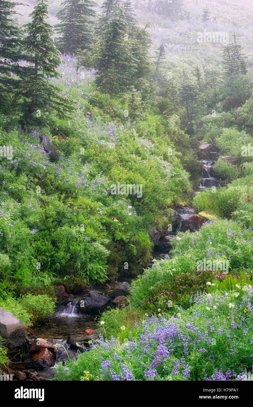 Wildflowers in glacier national park hi-res stock photography and ...