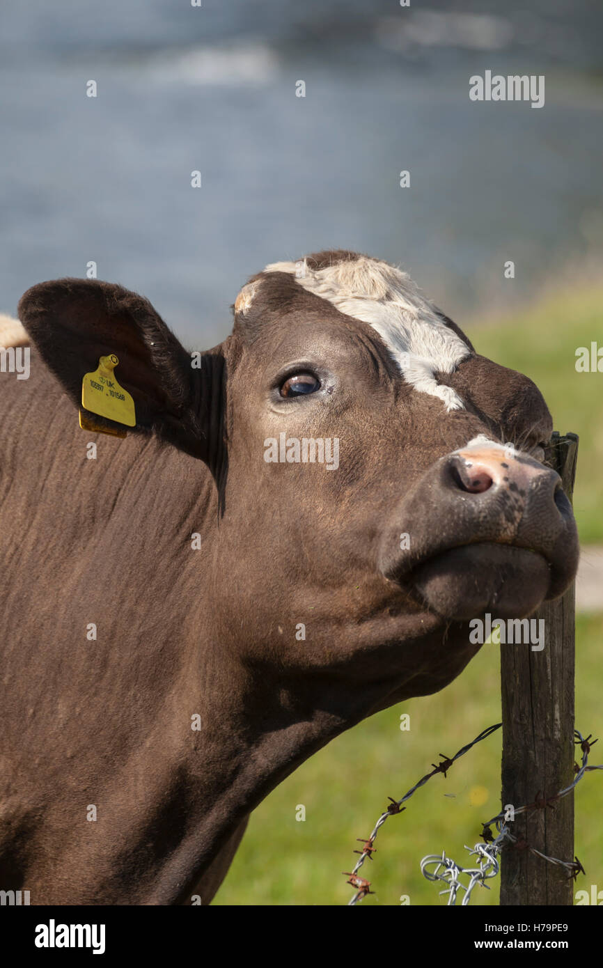 Scratching cow hires stock photography and images Alamy