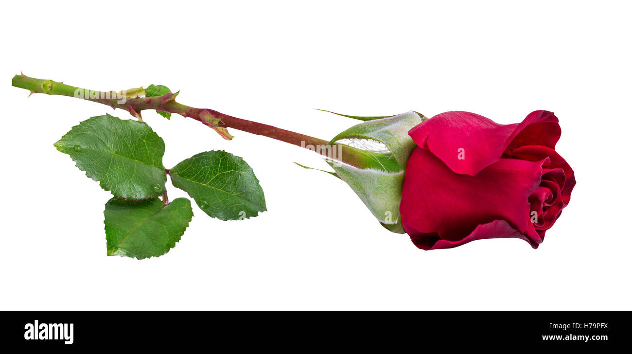 Red rose isolated on the white background Stock Photo - Alamy