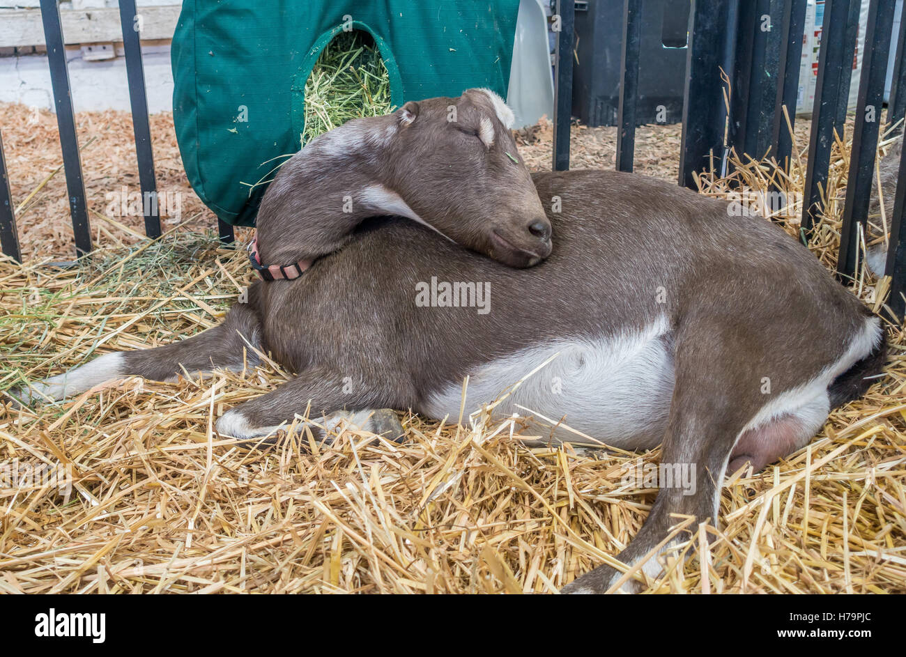 A brown and white mother goat sleeps in a bed of straw. Stock Photo