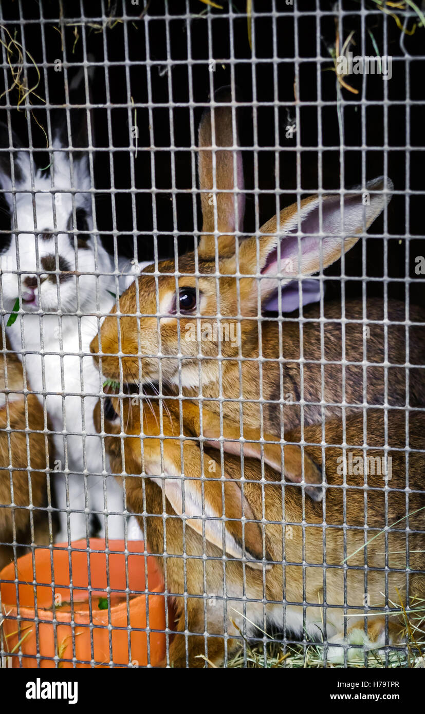 Rabbits in the cage on countryside farm, animals in captivity Stock