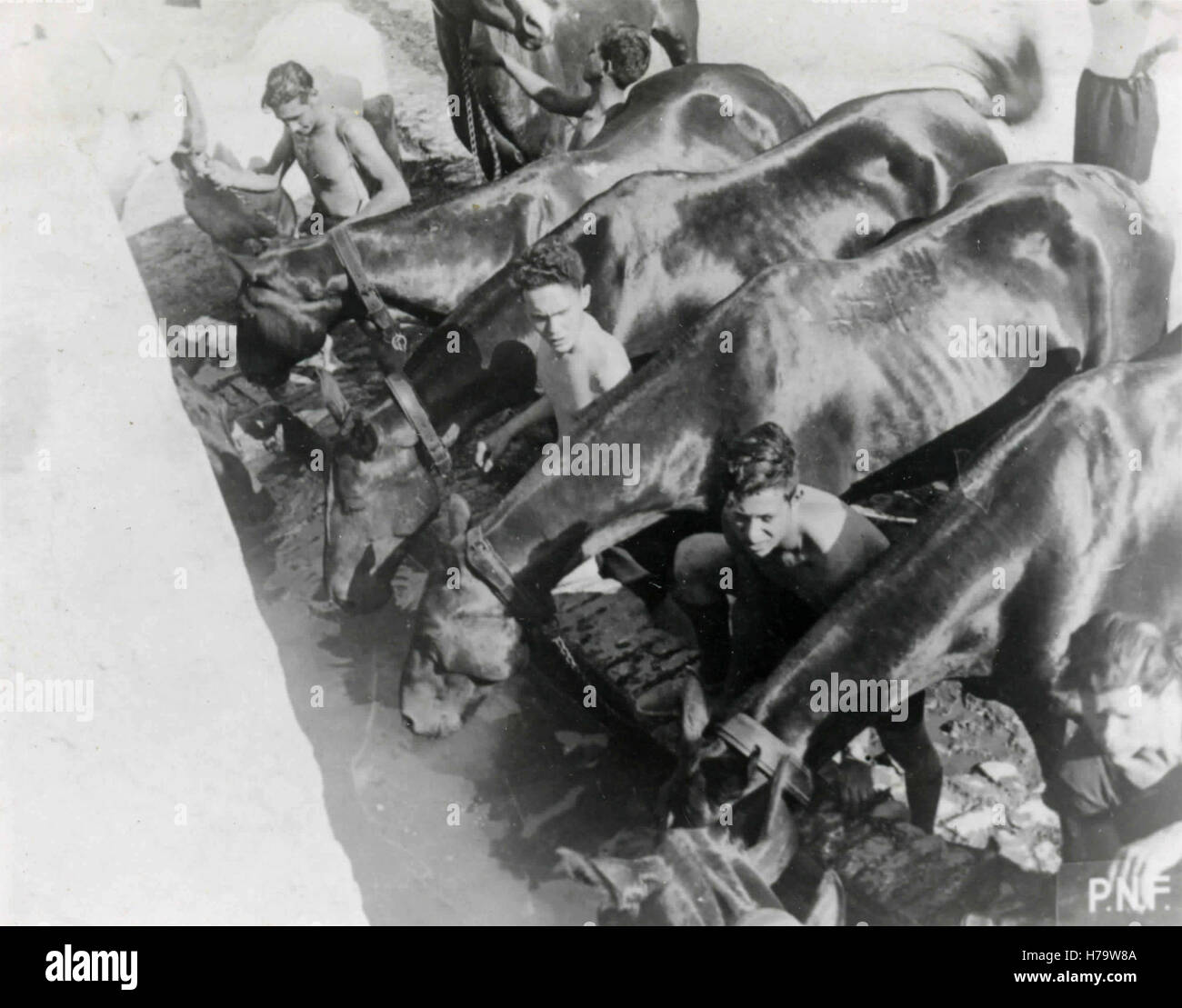 Italian military cavalry with the horses Stock Photo
