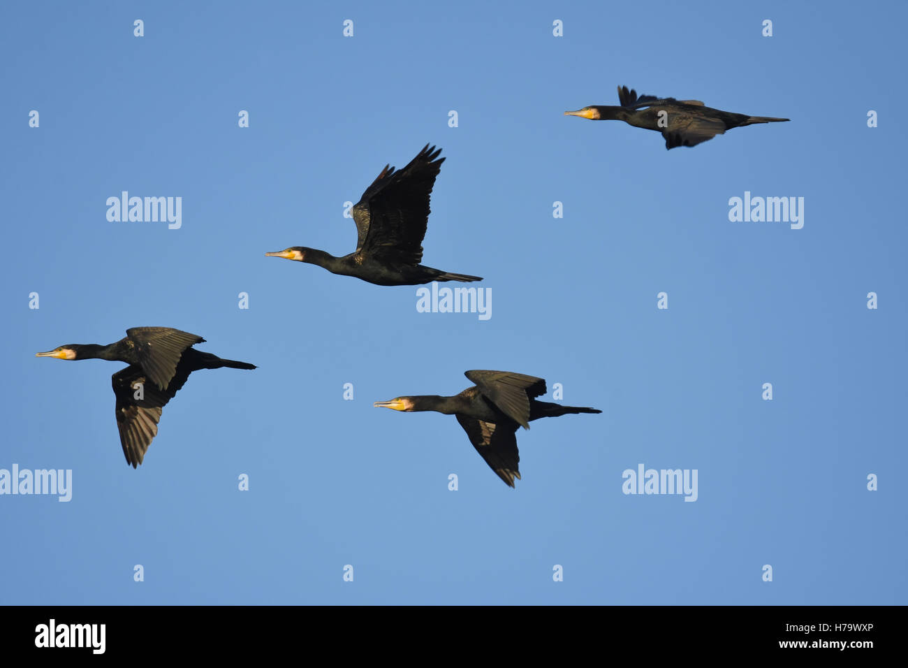 Great Cormorants, Phalacrocorax carbo, flock flying Stock Photo