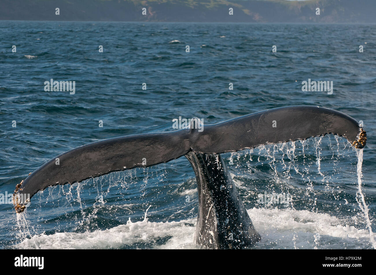 Humpback whale tail hi-res stock photography and images - Alamy