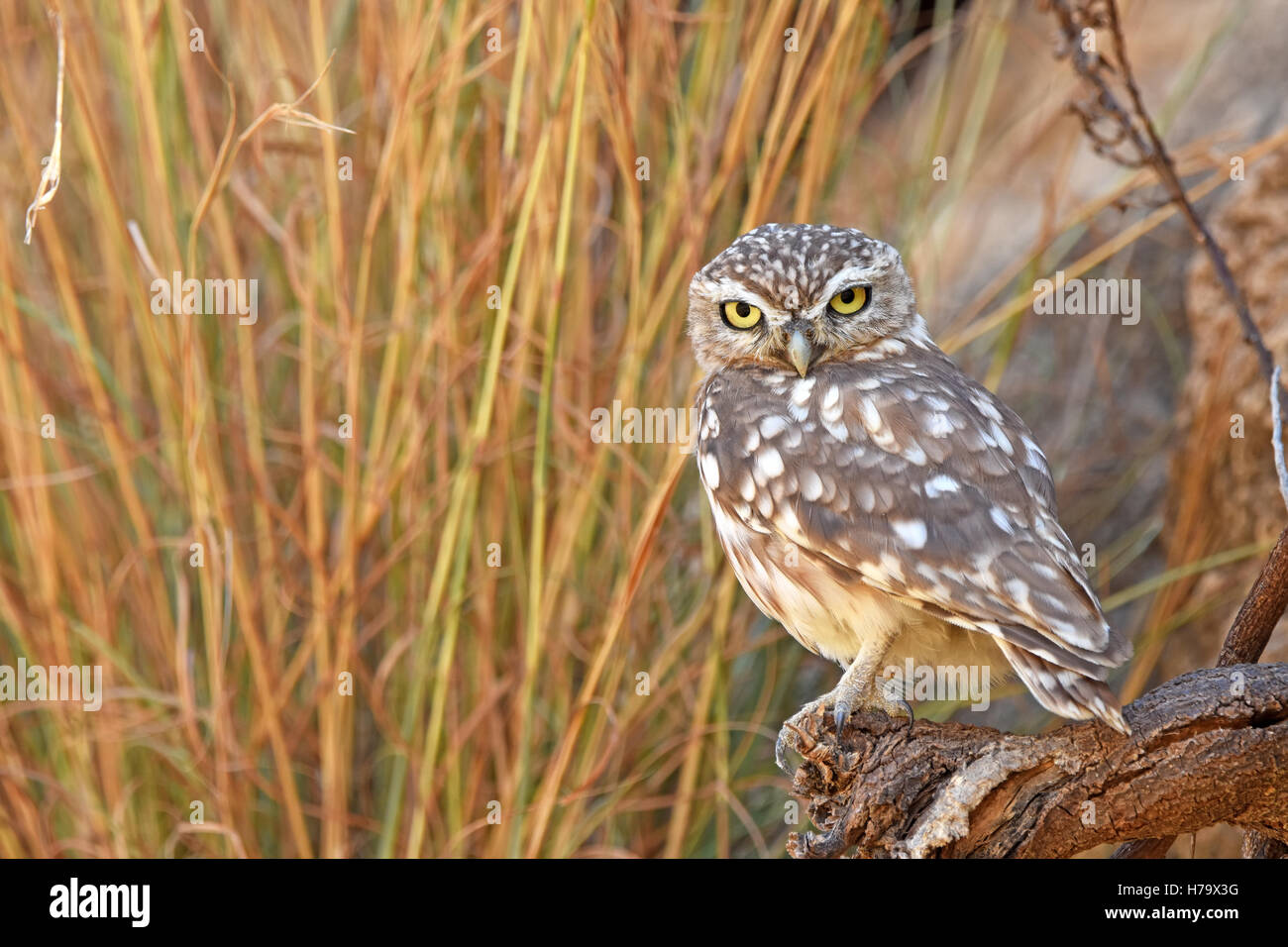 Little owl perching on rockand hide behind dry stems Stock Photo
