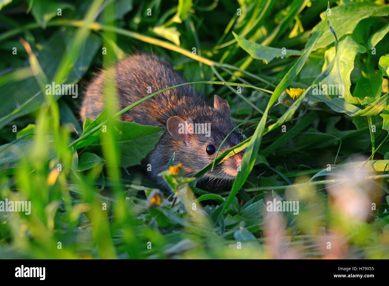 Rat in the field Stock Photo Alamy