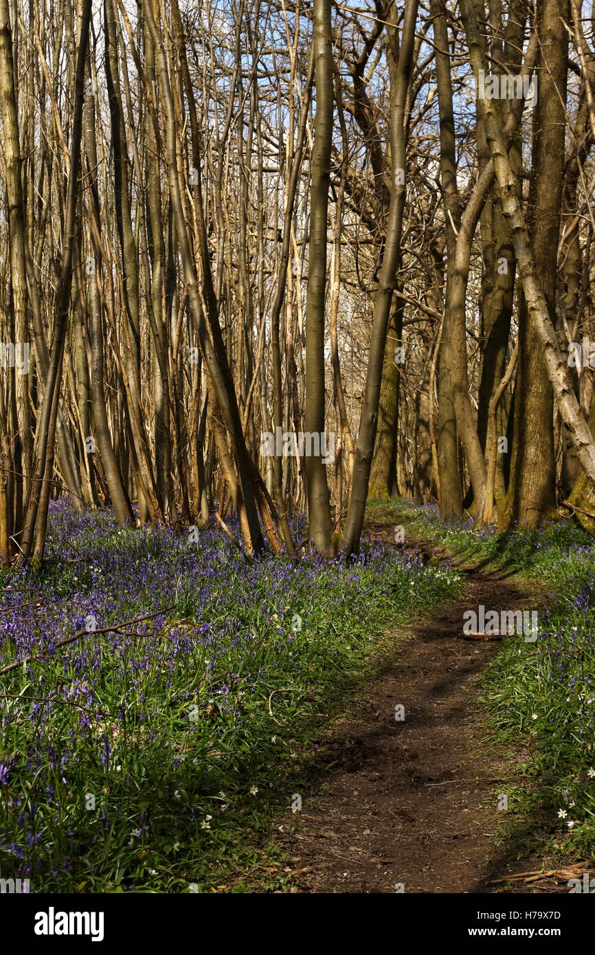 Woods Path Spring Woodland path in spring Stock Photo - Alamy