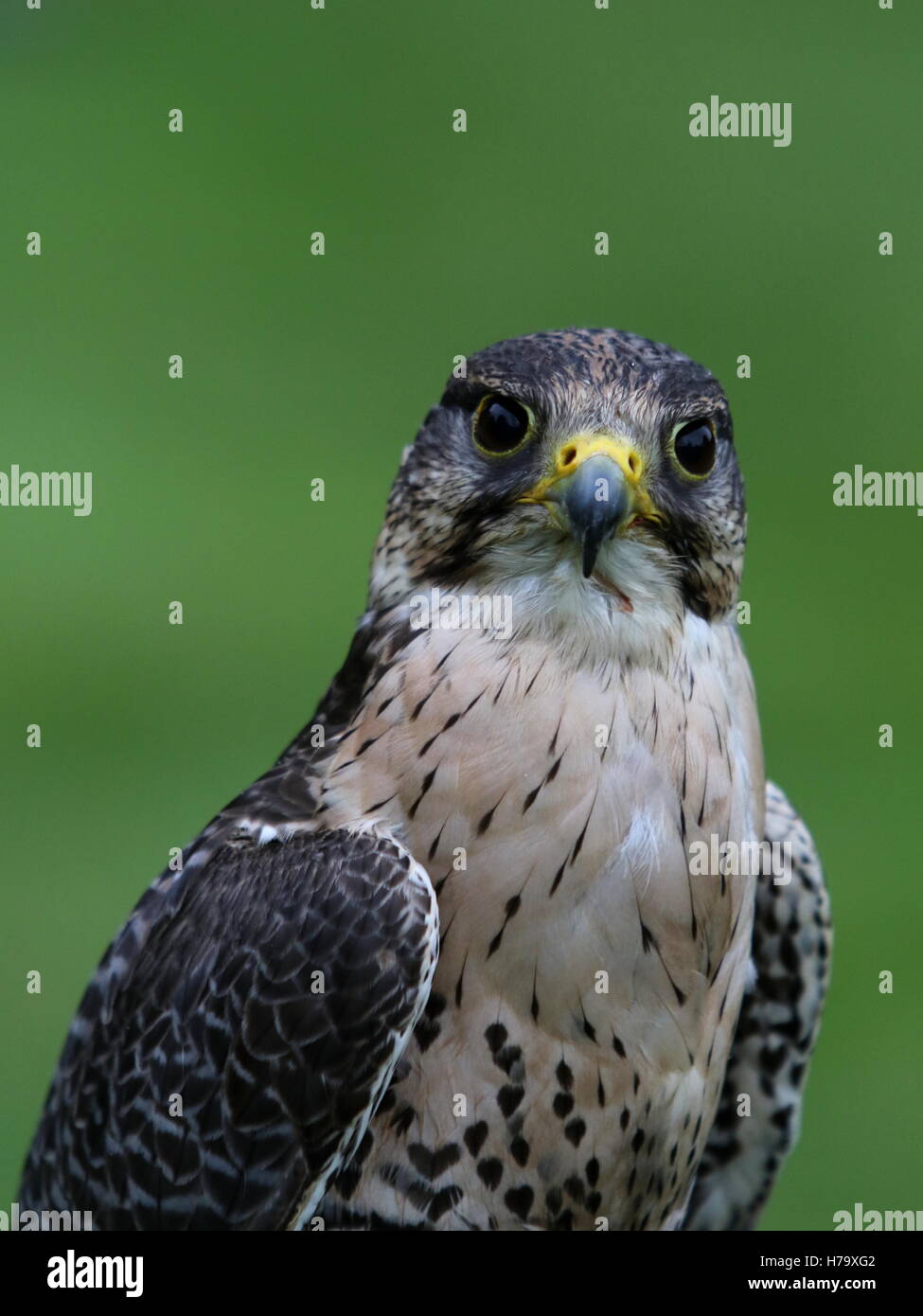 Falcon Bird of Prey Stock Photo - Alamy