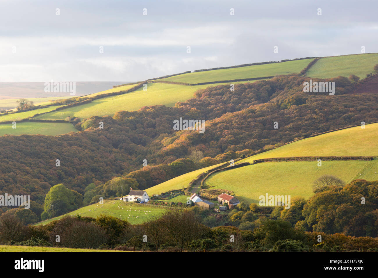 An Exmoor farm, Exmoor National Park, Somerset, England, UK Stock Photo
