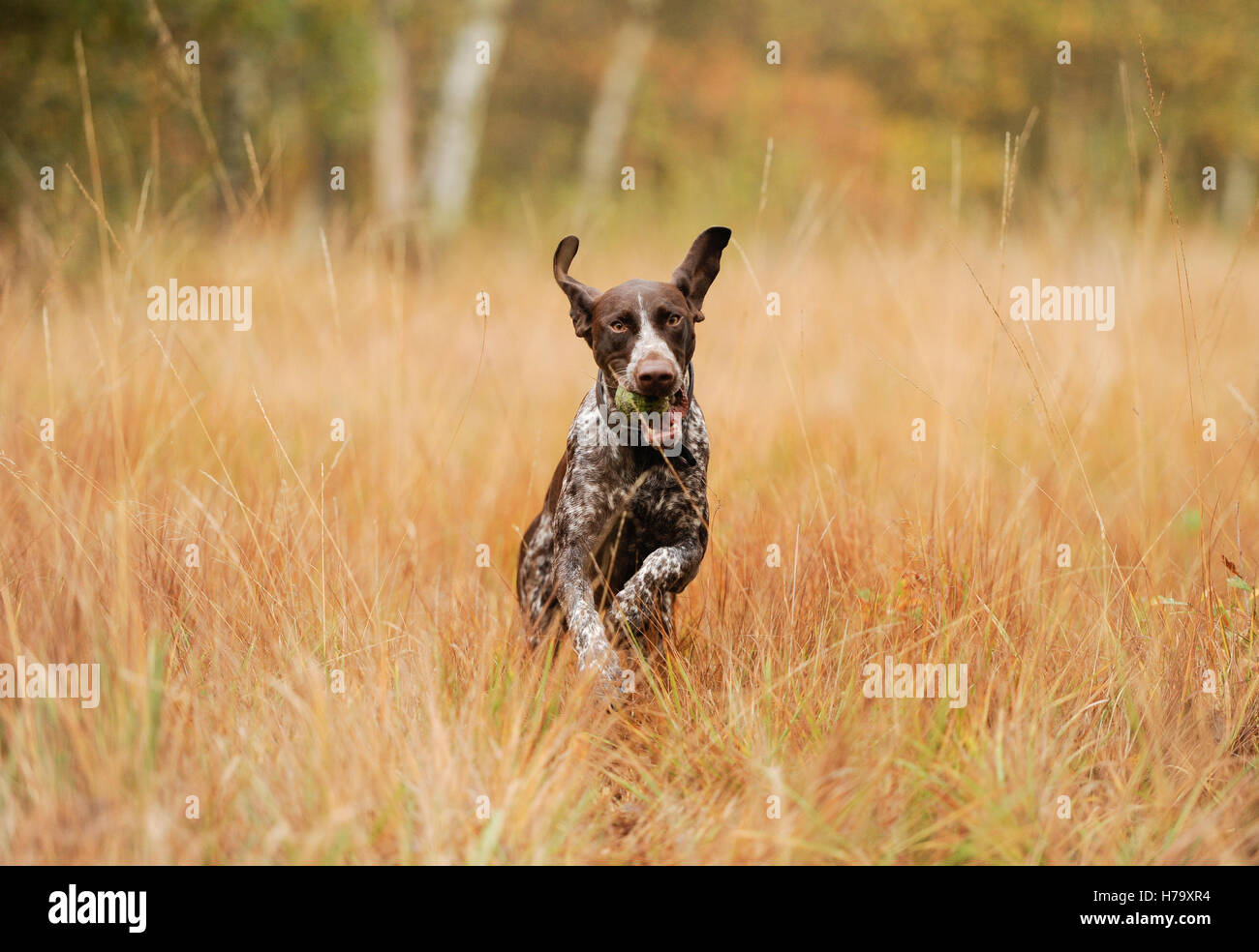 A German Shorthaired Pointer on Wimbledon Common Stock Photo