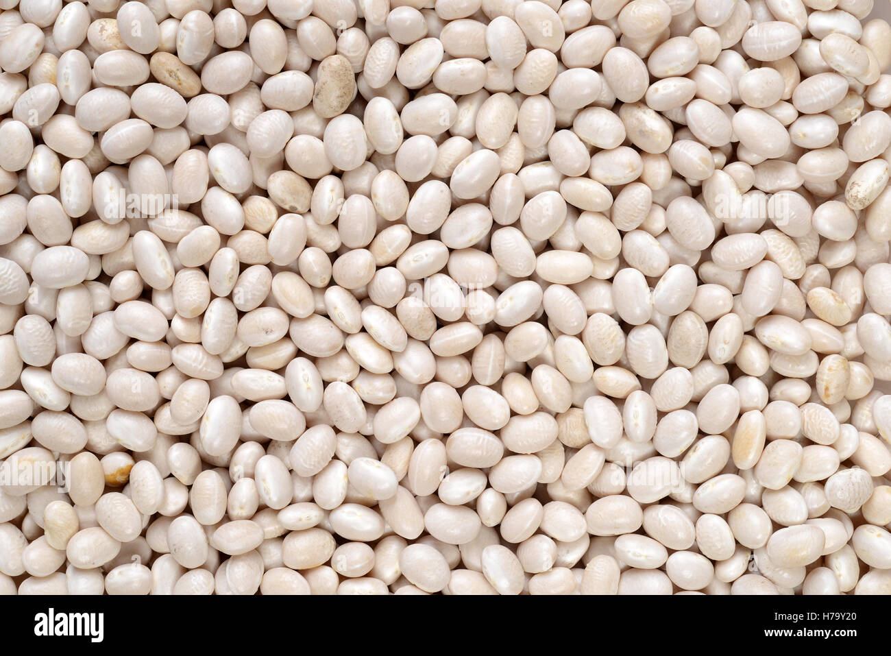 navy bean background Stock Photo