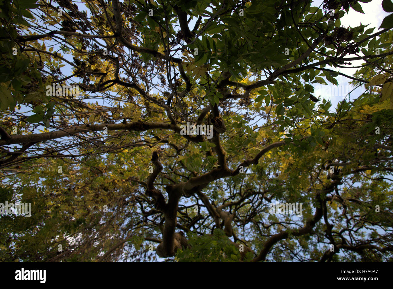 Autumn foliage trees golden leaves patterns and color Stock Photo - Alamy