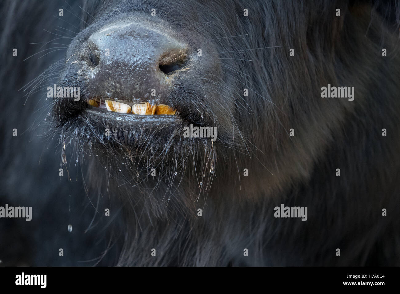 Buffalo teeth hires stock photography and images Alamy