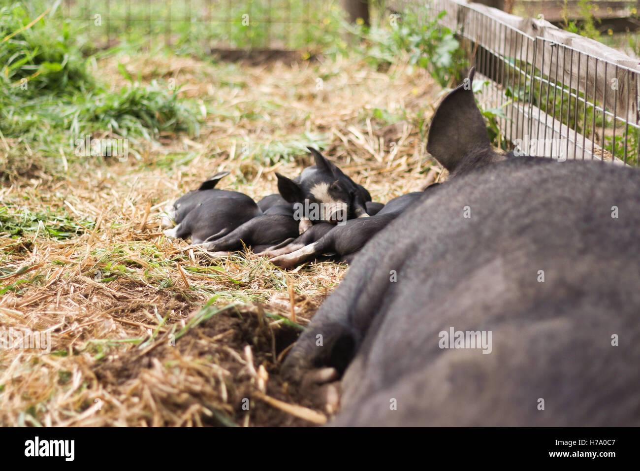 Berkshire sow and piglets sleeping on a farm Stock Photo
