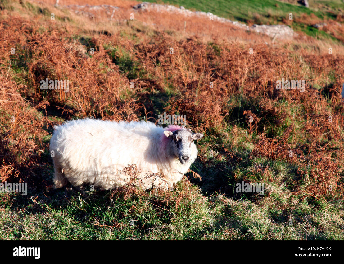 Hill ewe grazing at Bolus Head, Iveragh Peninsula, Co. Kerry Stock Photo