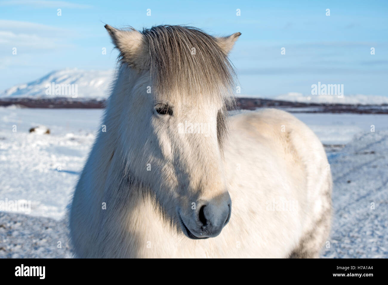 Icelandic horse in winter Stock Photo Alamy