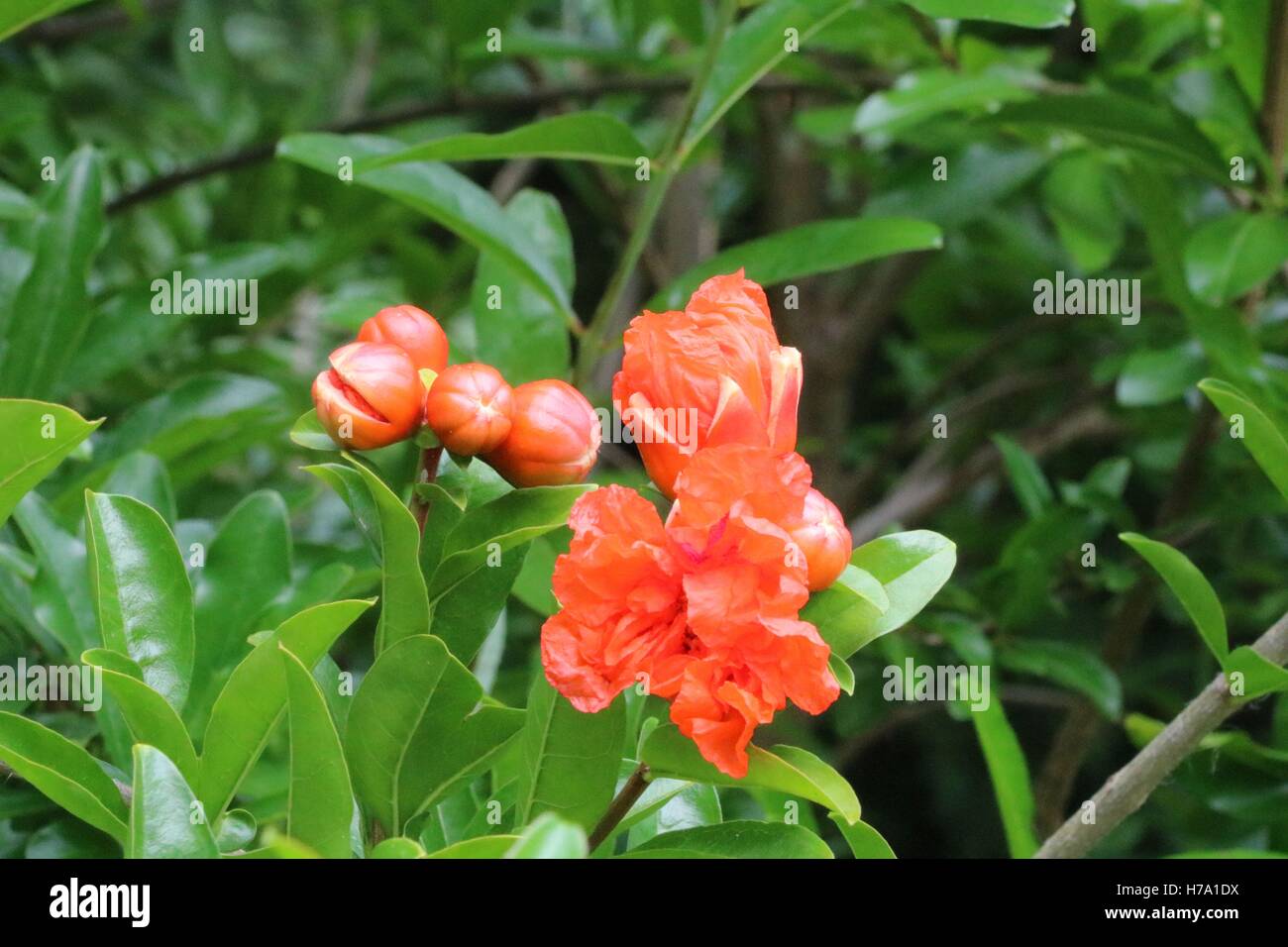 Beautiful wild flower garden hi-res stock photography and images - Alamy