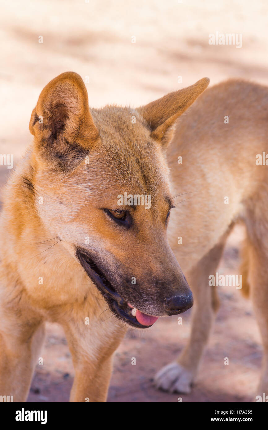 Australian dingo in wild in hi-res stock photography and images - Alamy