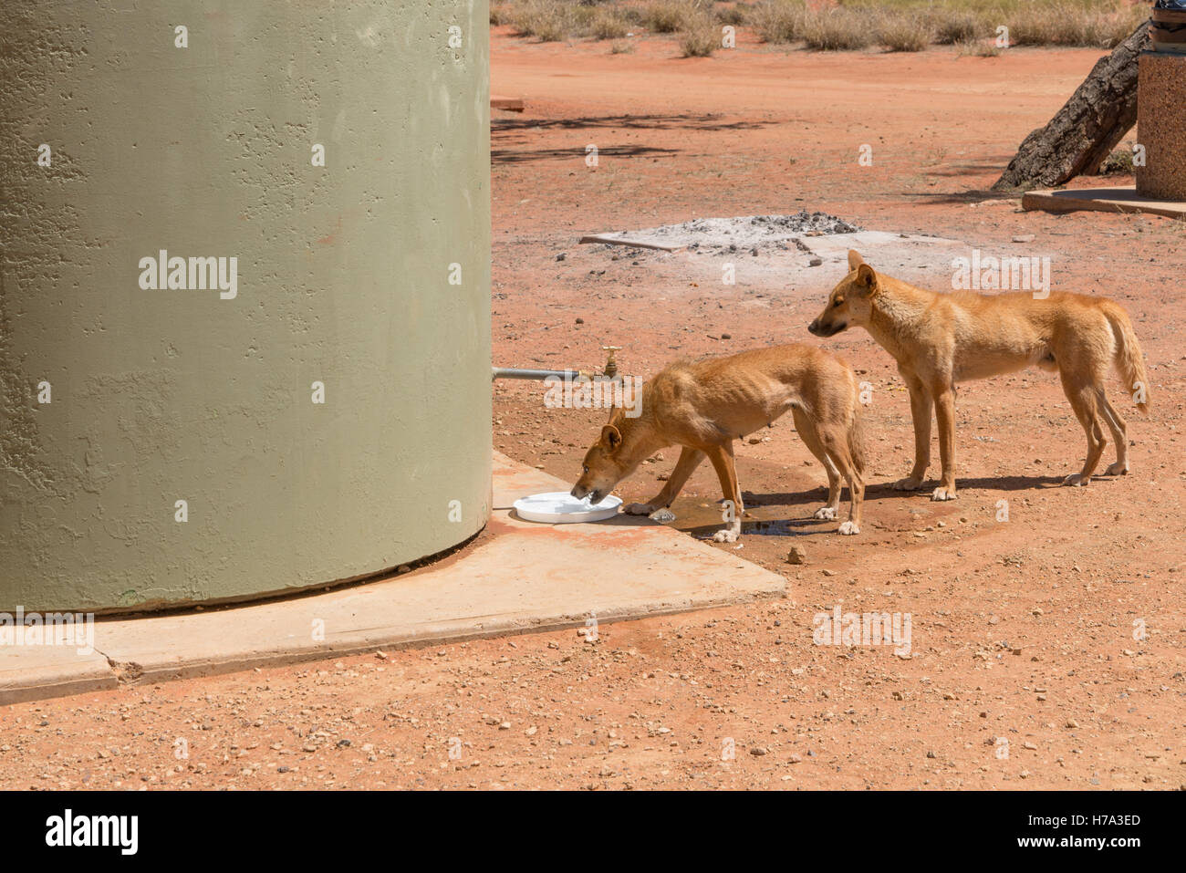 Two healthy dingoes at camp ground in Northern Territory Stock Photo