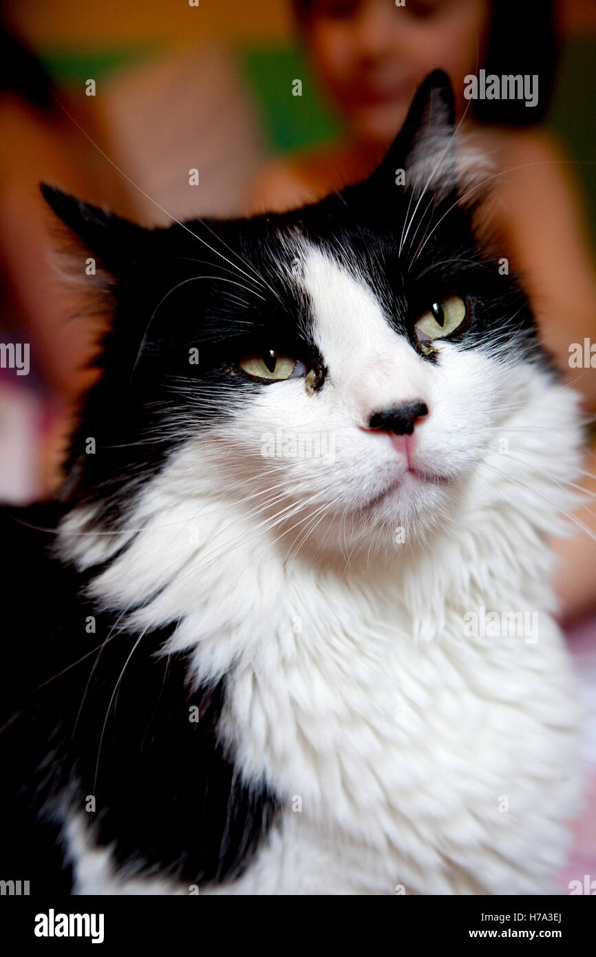 Rag doll cat pet hi res stock photography and images Alamy