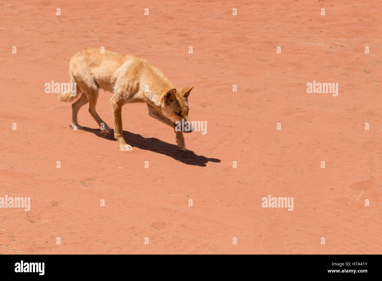 res stock photography and images ... Biology Diagrams