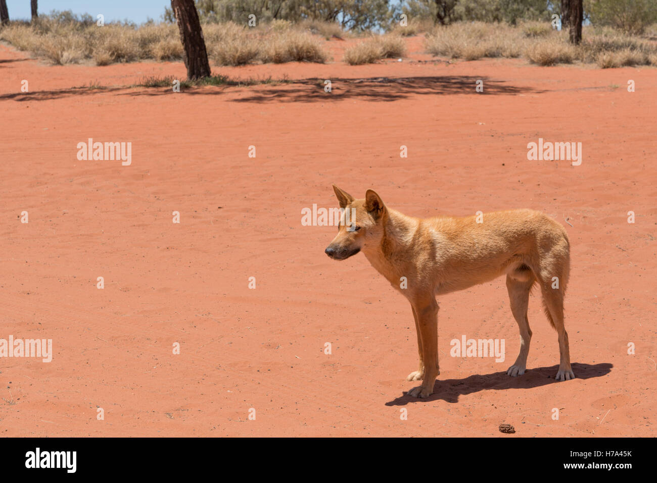 Healthy dingo in the wild in outback Australia Stock Photo